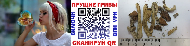 Псилоцибиновые грибы мицелий  Сургут 